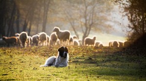 Livestock guardian dog