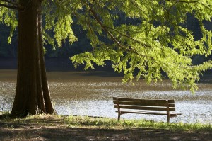 Tree-By-the-Water